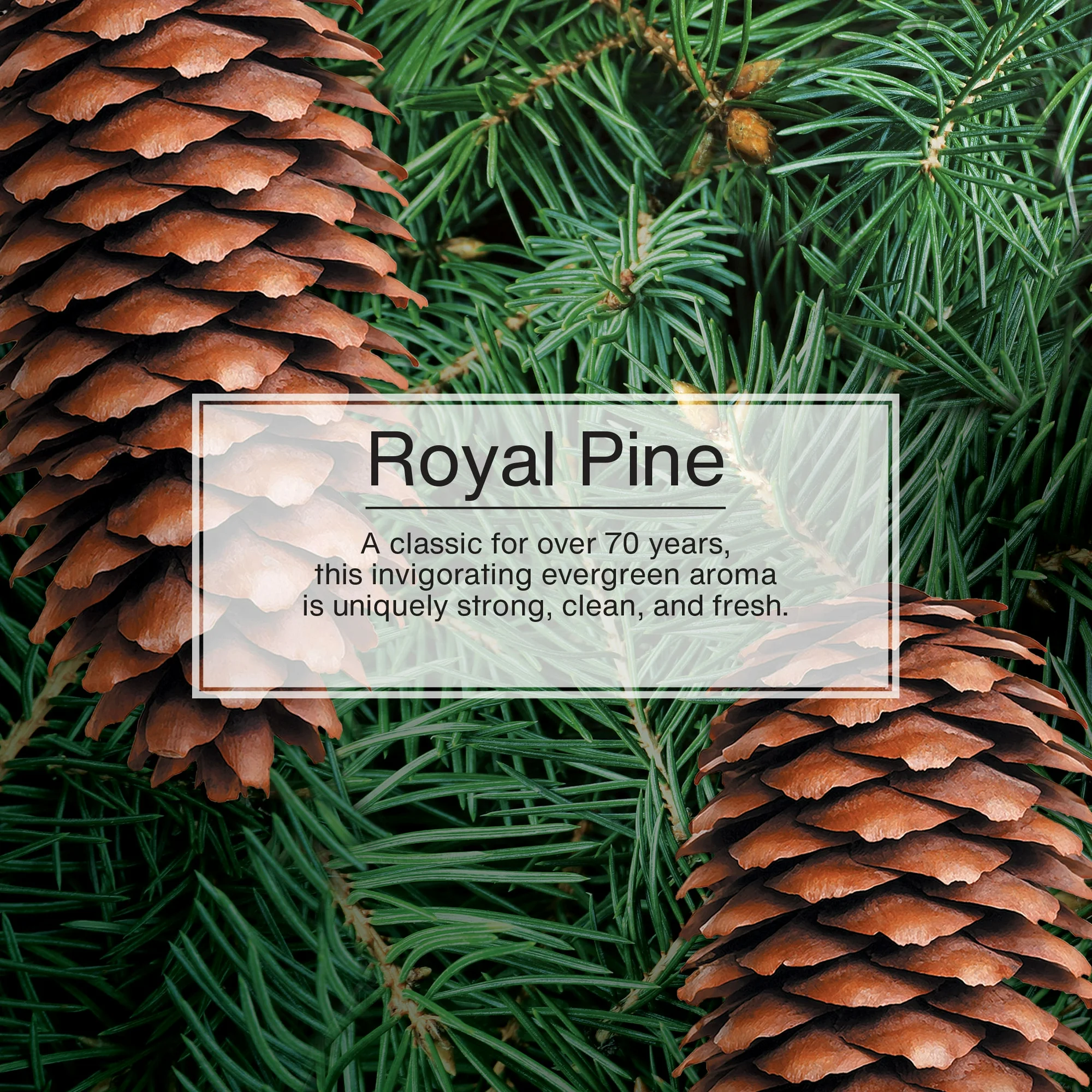 Little Trees Air Freshener Royal Pine Fragrance 3-Pack